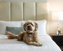 Pet Friendly Hotel in Alwar